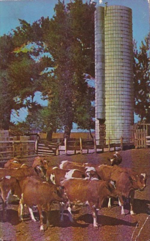 Dairy Herd Of Guernseys With Silo The Coming Industry Of Texas 1955