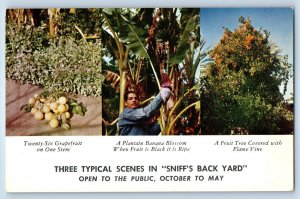 1960 Indio California Postcard Sniff Date Gardens Three Typical Scenes Unposted