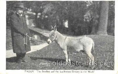 Paddy - the Smallest and the handsomest Donkey in the world Unused some creas...
