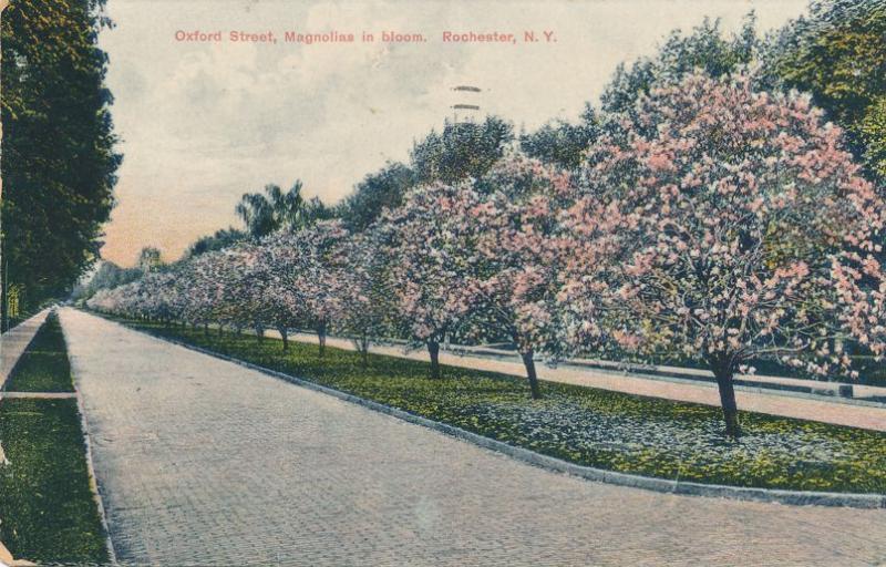 Blooming Magnolias on Oxford Street, Rochester, New York - pm 1908 - DB