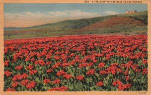 A Field of Poinsettias in California Western Publishing Vintage Postcard 1945