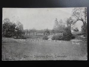 Herefordshire LEOMINSTER Deer at Hampton Court c1905 by Dalley's Series