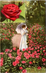 Postcard advert IL Rockford - Growing Buckbee's American Beauty Roses