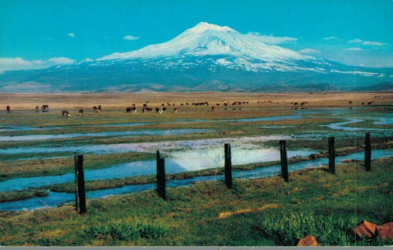 USA Mount Shasta California Vintage Postcard 07.42