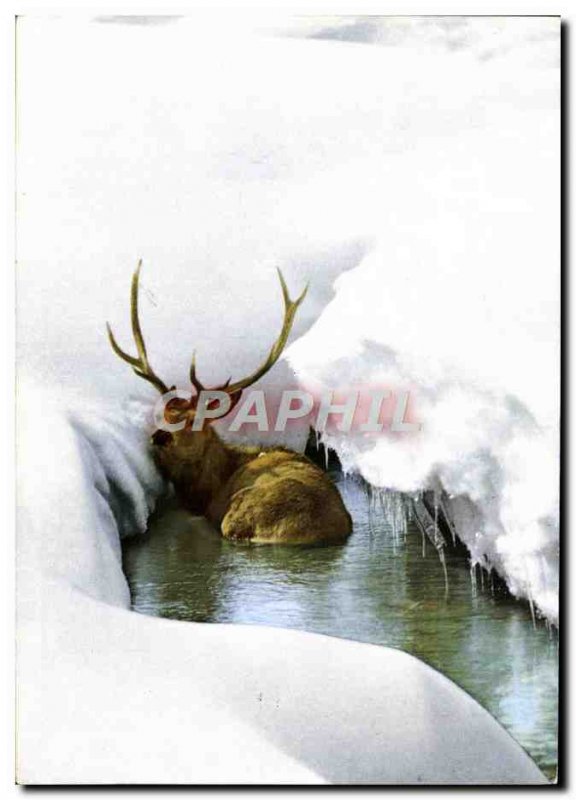 Postcard Modern Cerf