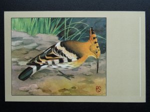 Bird Theme HOOPOE c1950s Postcard by P. Sluis Series 10 No.111