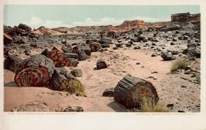 The Petrified Forest Near Adamana, AZ, 1899 Postcard, Detroit Photographic Co.