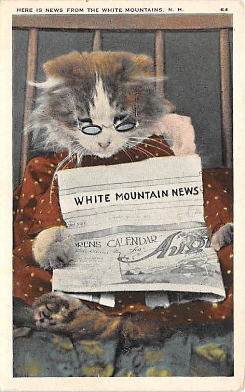 Cat Post Card Old Vintage Antique News, White Mountains Unused