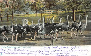 Ostrich Farm, Hot Springs, Arkansas, Early Tuck's Postcard, Used in 1906