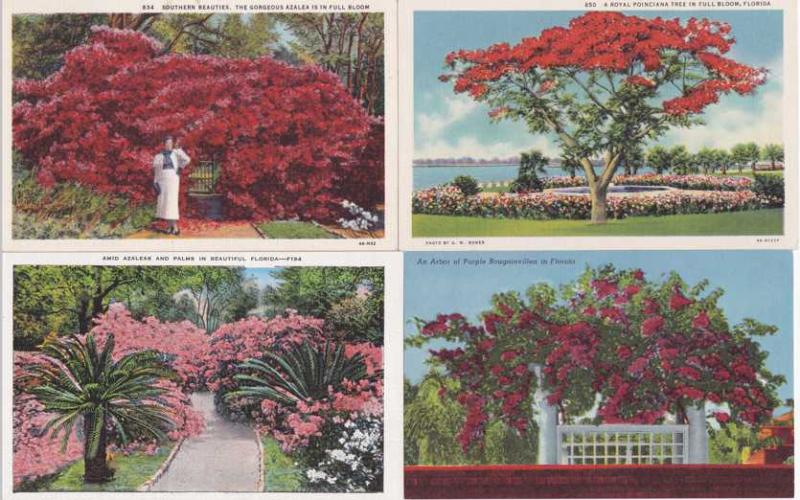 (4 cards) Flowers in Florida - Azalea - Poinciana - Bougainvillea - Linen