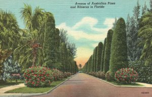 Vintage Postcard Avenue Australian Pines & Hibiscus In Florida Tropical Series