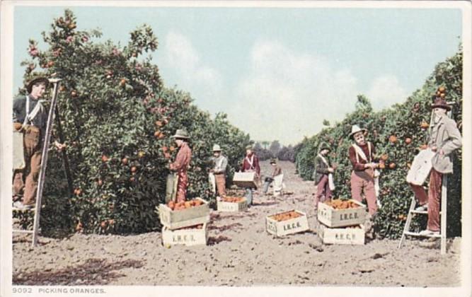 Orange Picking Scene Detroit Publishing