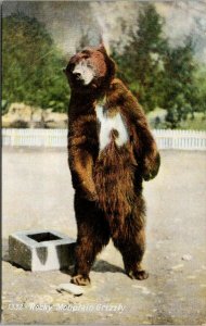 Rocky Mountain Grizzly Bear Unused Vintage Stephen Thompson Postcard F16