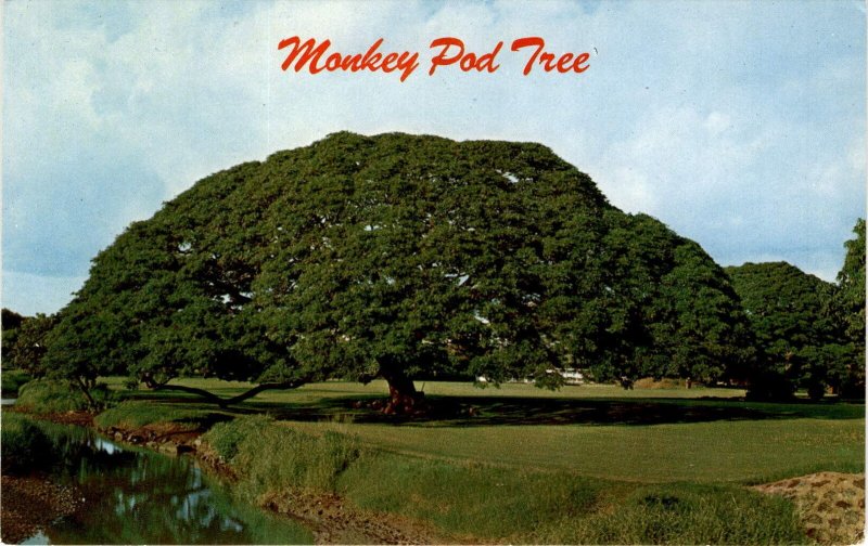 HAWAII, Monkey Pod Tree, Mike Roberts, COLOR CARD, BERKELEY, CAL Postcard