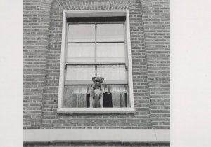 Dog Flower Parade Islington 1960s London Award Photo Postcard