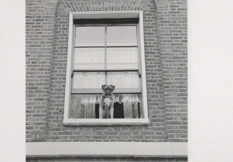 Dog Flower Parade Islington 1960s London Award Photo Postcard