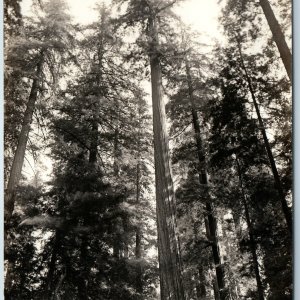 c1930s Weott, Humboldt Co, CA Founder's Tree RPPC Redwood Hwy Photo Tallest A199