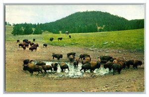 Buffalo Herd Custer State Park S.D. South Dakota Vintage Standard View Postcard