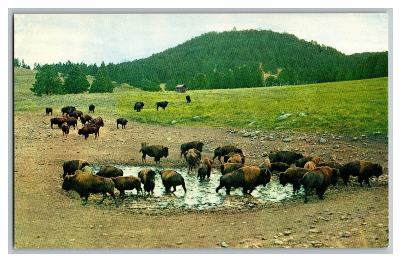 Buffalo Herd Custer State Park S.D. South Dakota Vintage Standard View Postcard 