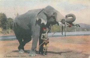 A Temple Elephant, Ceylon vintage postcard