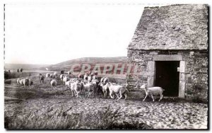 Old Postcard Rural life in the Cotentin The output of the Herd Sheep