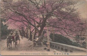 Postcard Cherry Blossom Sakuramichi Yokohama Japan