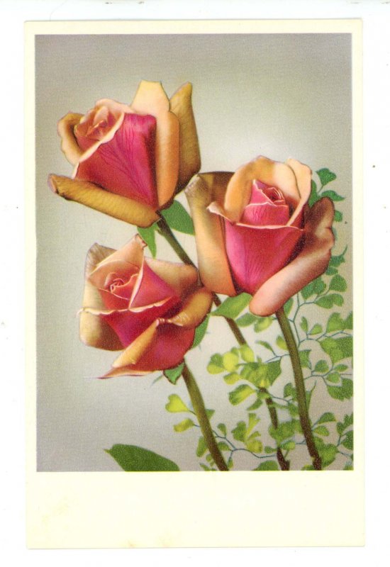 Roses