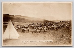 Montana Sheep on the Range RPPC Postcard M33