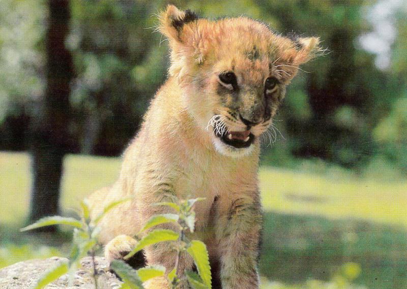 Lion chub / Restaurant Zoo Hasel Switzerland postcard | Topics - Animals - Other, Postcard / HipPostcard Lion chub / Restaurant Zoo Hasel Switzerland postcard | Topics - Animals - Other, Postcard / HipPostcard