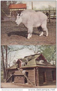 Rocky Mountain Goat and Shelter New York Zoological Park