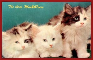 The Three MusCATeers - [MX-1178]