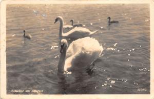 BR38551 Schwane am attersee swan cigne austria