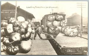 LOADING TOMATOES TO RAILROAD CAR EXAGGERATED ANTIQUE REAL PHOTO PC RPPC CANADA