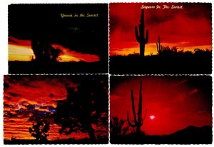 Sunset over Cacti of Arizona - Yuccas, Saguaro, Joshua Tree
