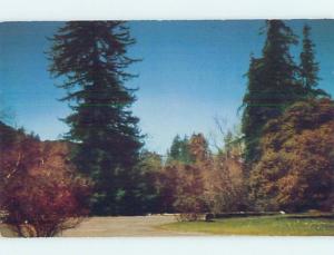 Unused Pre-1980 PARK SCENE Big Sur - Near Carmel California CA hk5873