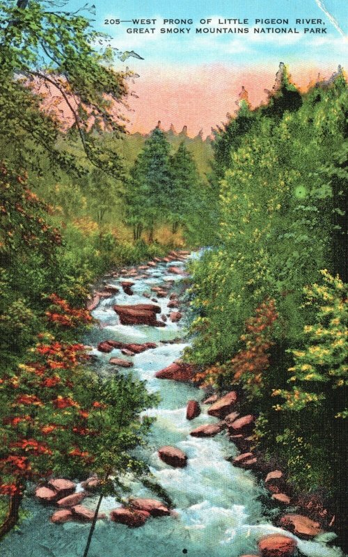 Vintage Postcard 1930's West Prong Little Pigeon River Great Smokey Mountains TN 