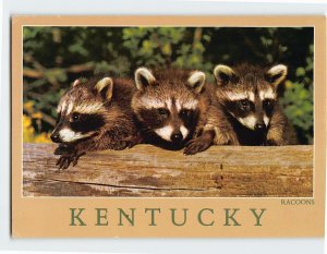 Postcard Three Little Racoons Kentucky USA