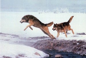 VINTAGE POSTCARD CONTINENTAL SIZE GRAY WOLVES ON A HUNT ENDANGERED SPECIES