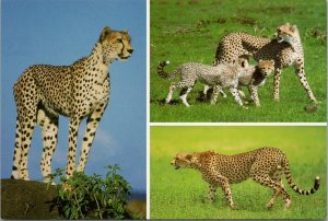 Cheetah Images of Africa Photobank Postcard PC511