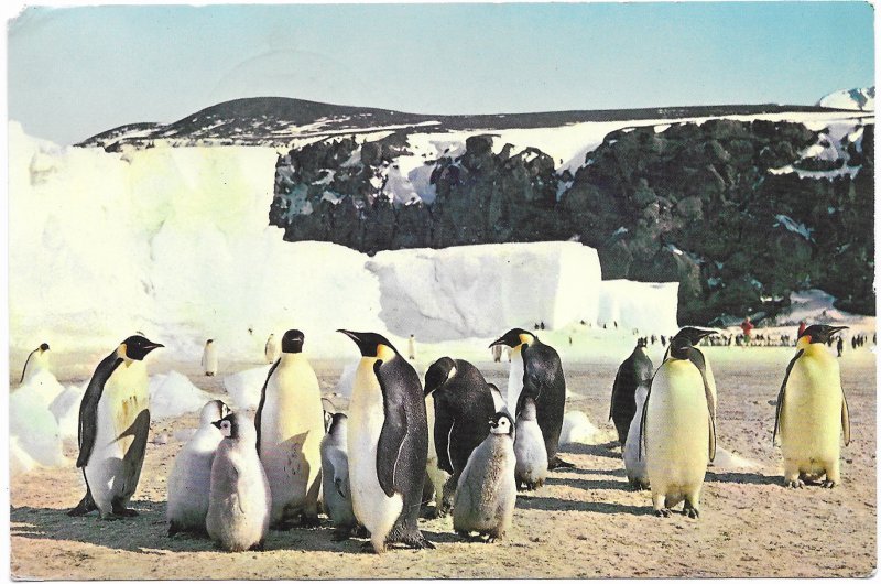 New Zealand, Ross Dependency, Scott Base. Emperor Penguins, Mailed 1970. Nice.