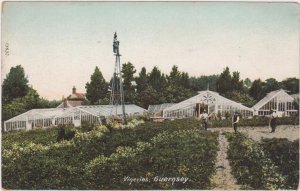 Vineries , Guernsey , United Kingdom, 1900-10s