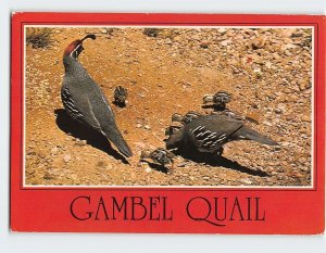 Postcard Arizona's Gambel Quail, Arizona