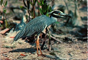 Yellow Crowned Night Heron Jane T Adams Photo Gator Card Postcard Chrome 1988