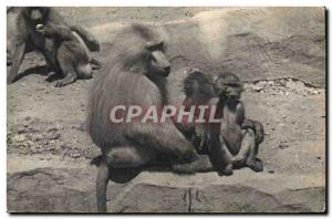 Old Postcard Monkey Paris Museum of Natural & # 39histoire Zoo, Bois de Vince...