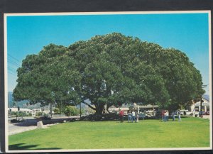America Postcard - Moreton Bay Fig Tree, Santa Barbara, California  RR7597
