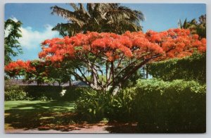 Postcard Hawaii HI Royal Poinciana Flame Tree Red Flowers 1950s View
