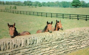 Vintage Postcard Horses and Stone Fence Castleton Fayette County Kentucky