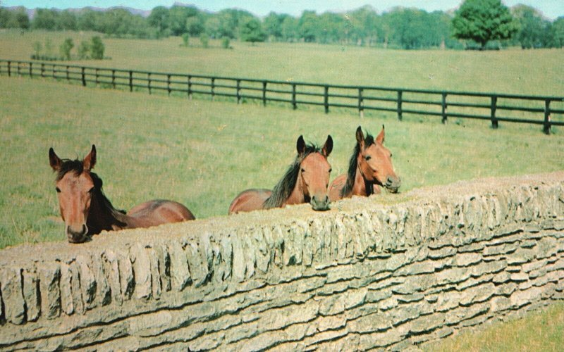 Vintage Postcard Horses and Stone Fence Castleton Fayette County Kentucky