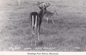 Minnesota Greetings From Milaca Showing Deer and Baby Fawn 1949 Real Photo