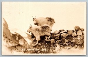 RPPC  Mountain Goats  Banff  Canada  1928   Postcard